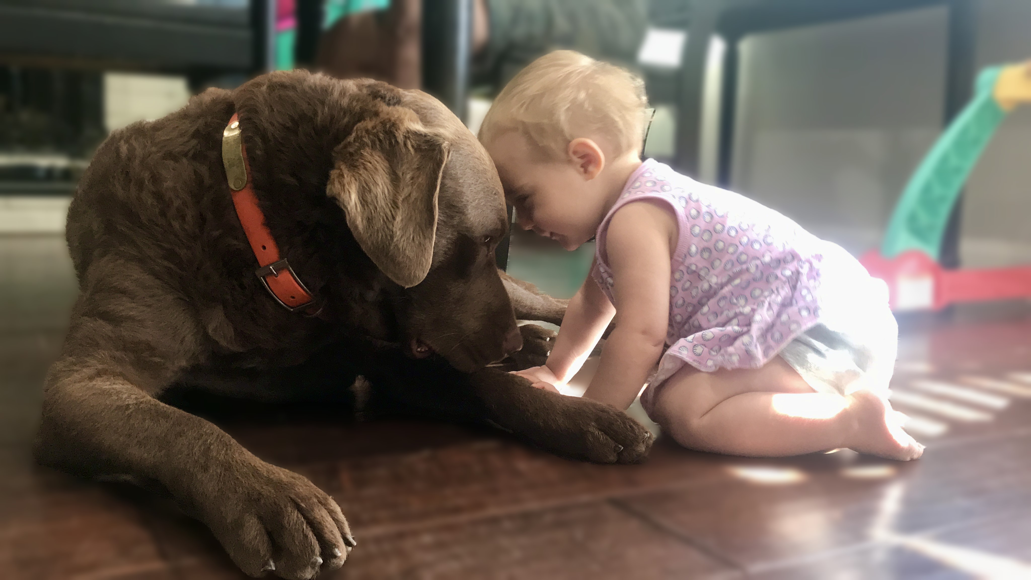 dog and baby