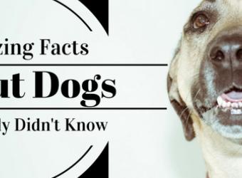 23 Amazing Facts About Dogs You Probably Didn't Know