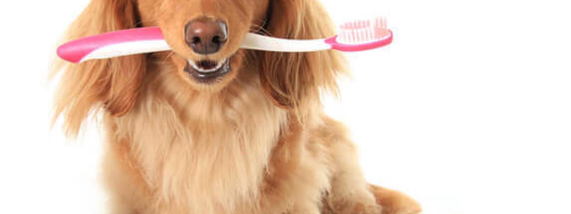 veterinary care