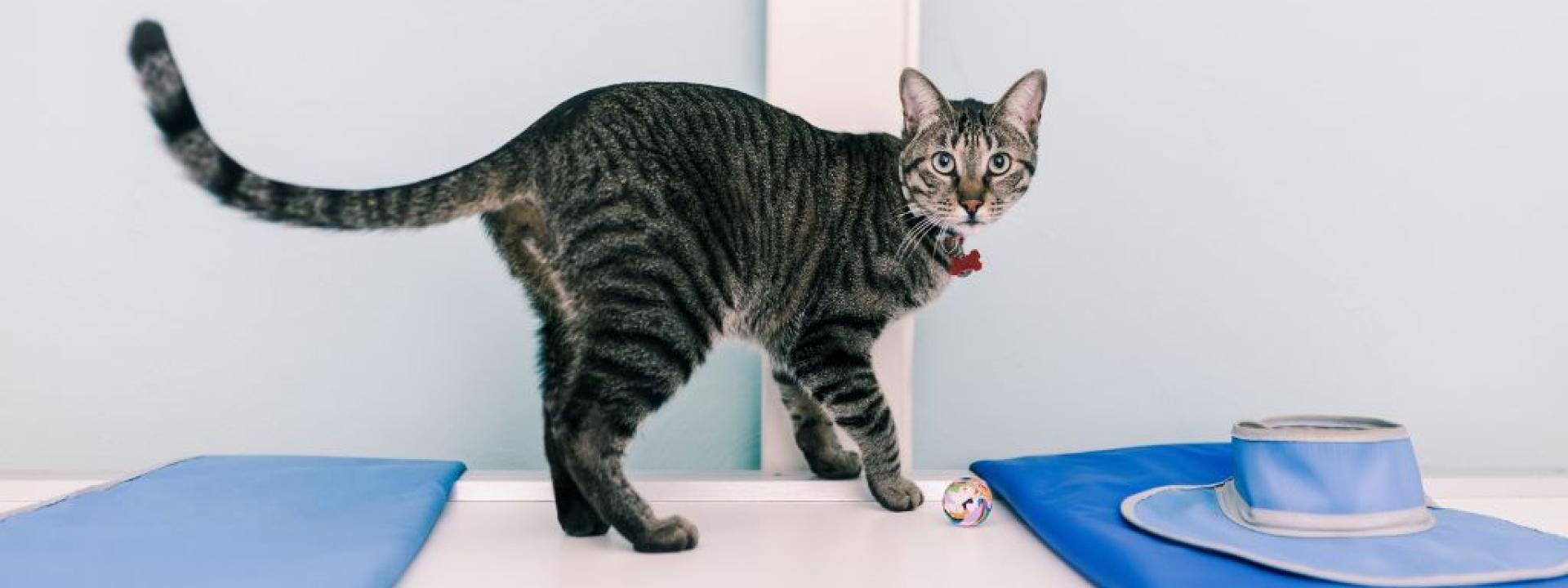 Cat standing over a xray machine in a veterinary clinic