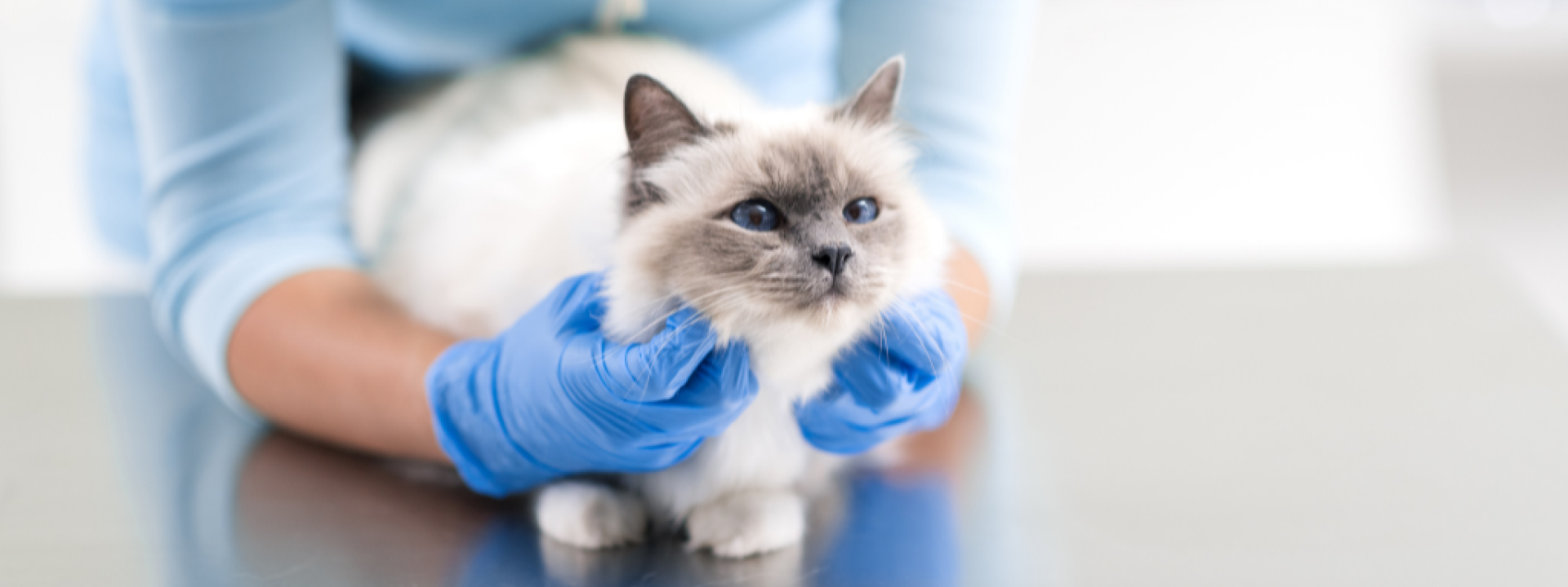Cat at veterinarian on exam table.