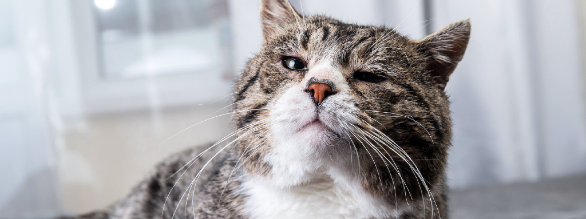 Senior cat.