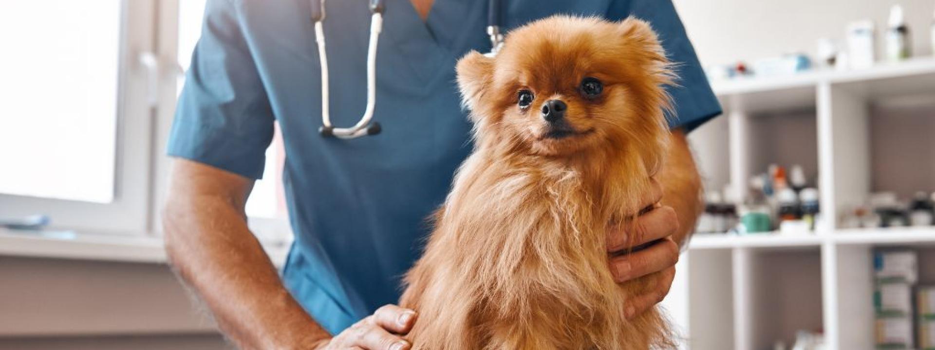 Male vet in work uniform holding beautiful dog sitting on the table in veterinary exam room